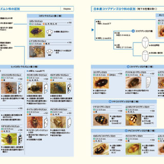 文一総合出版『ネイチャーガイド 日本の水生昆虫』