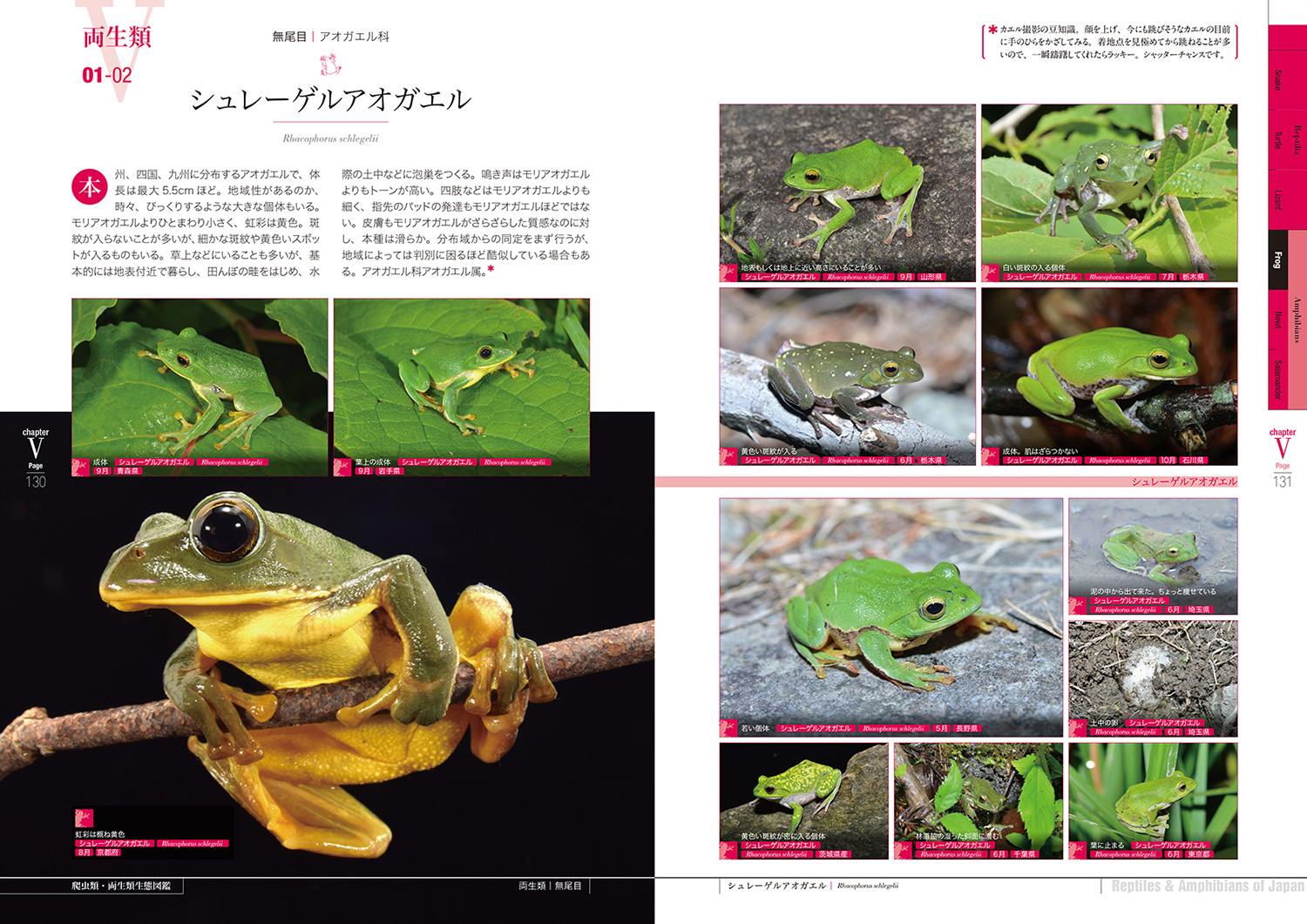 『増補改訂 日本の爬虫類・両生類 生態図鑑』