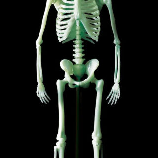 『科学と学習PRESENTS人体骨格ミュージアム 光る1/6骨格模型』
