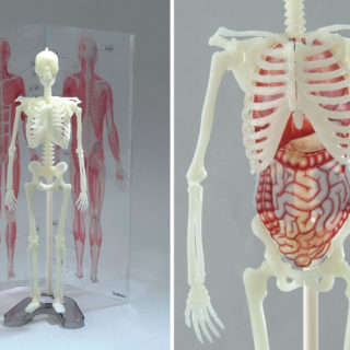 『科学と学習PRESENTS人体骨格ミュージアム 光る1/6骨格模型』