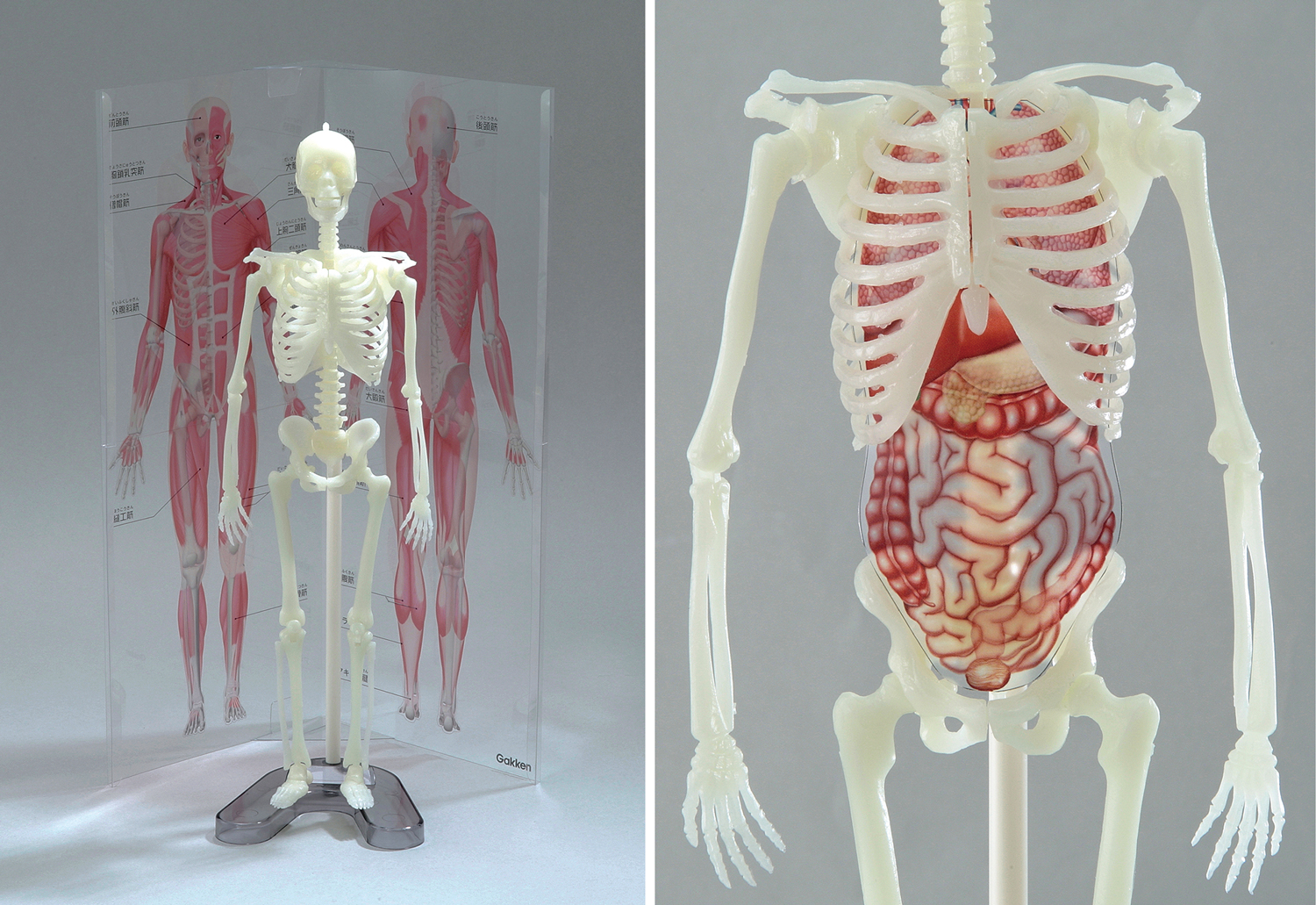 科学と学習PRESENTS人体骨格ミュージアム 光る1/6骨格模型』 | AVE | CORNER PRINTING