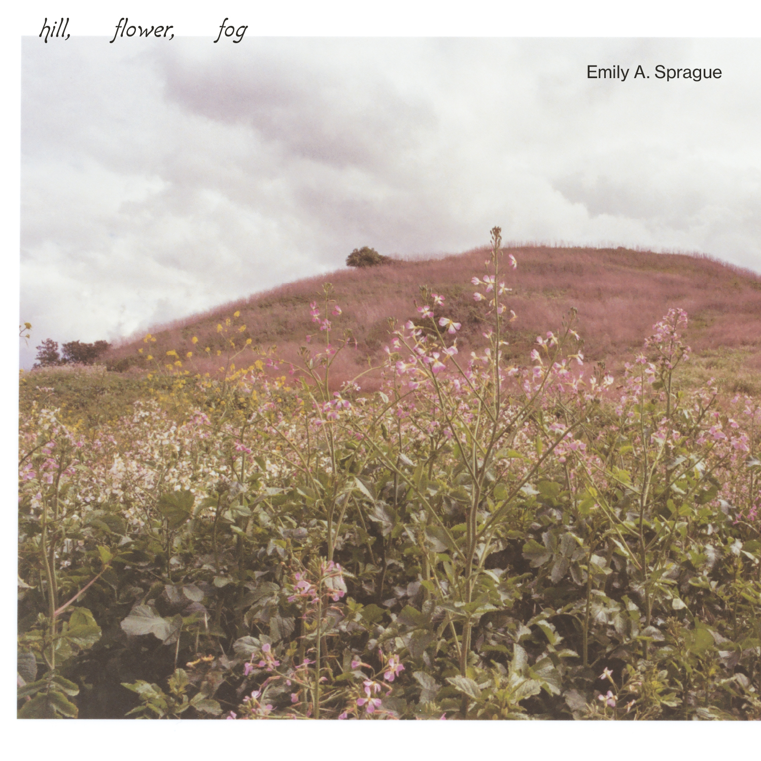 Emily A. Sprague 'Hill, Flower, Fog'