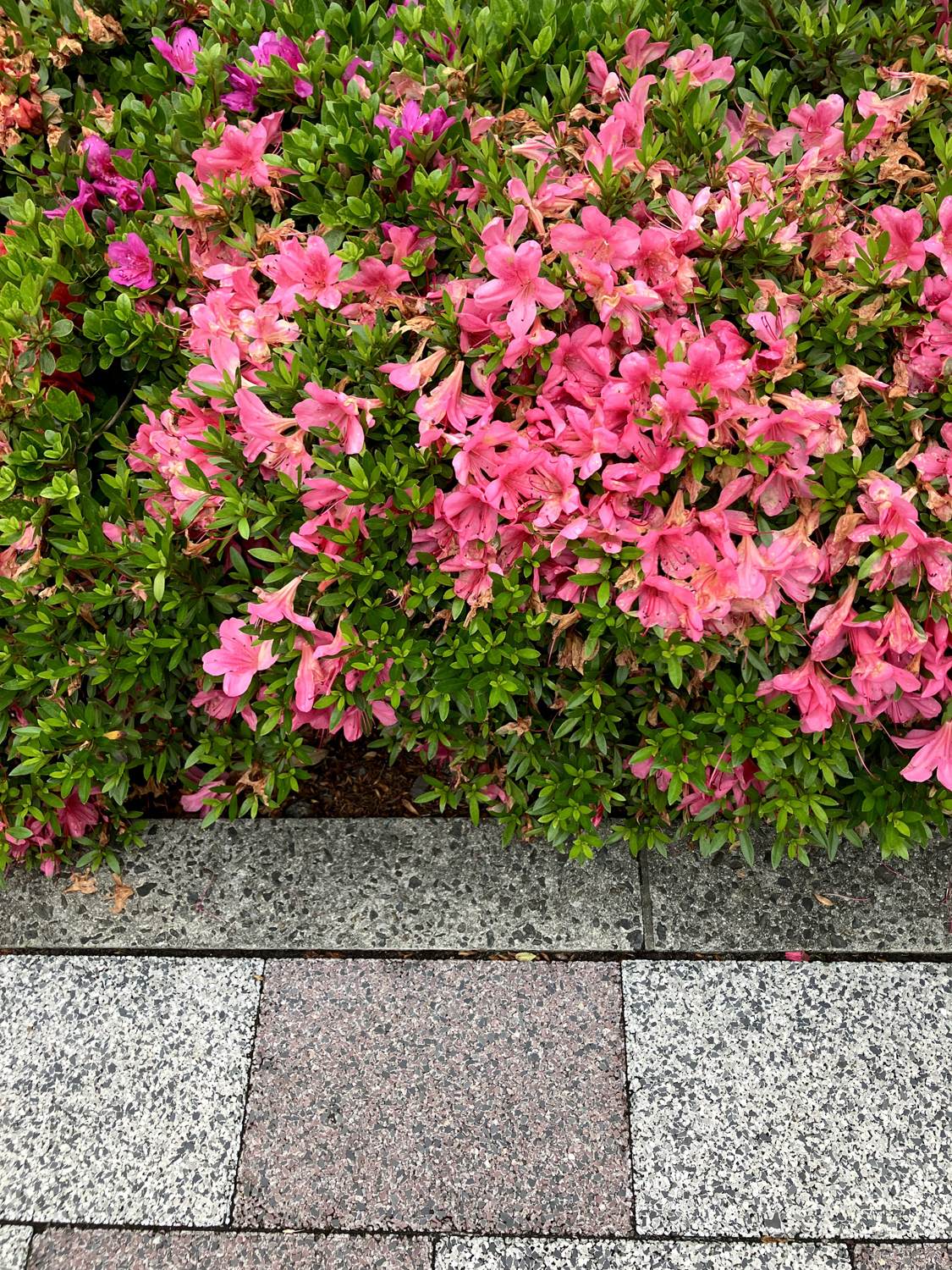 Photo ©コバヤシトシマサ