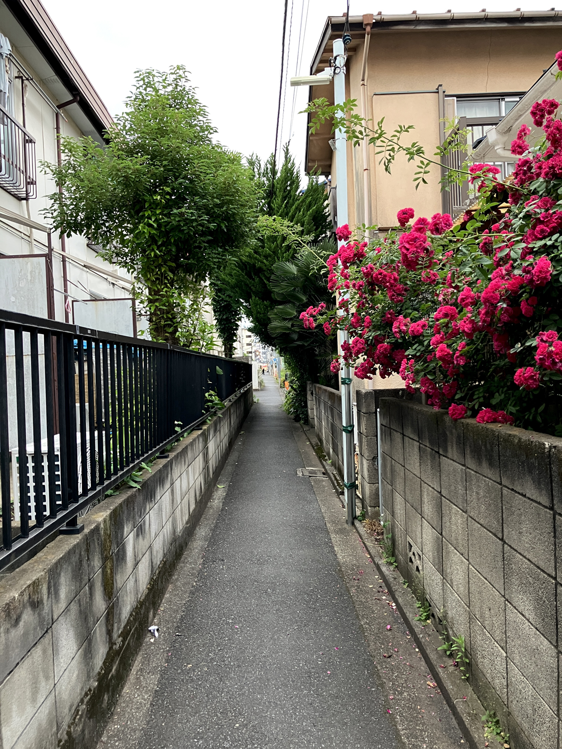 Photo ©コバヤシトシマサ