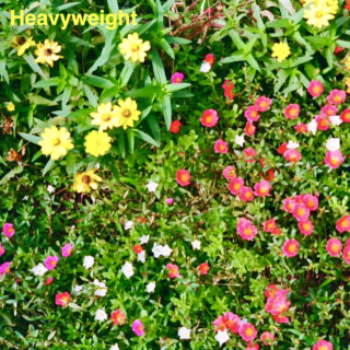 相谷レイナ 'Heavyweight'