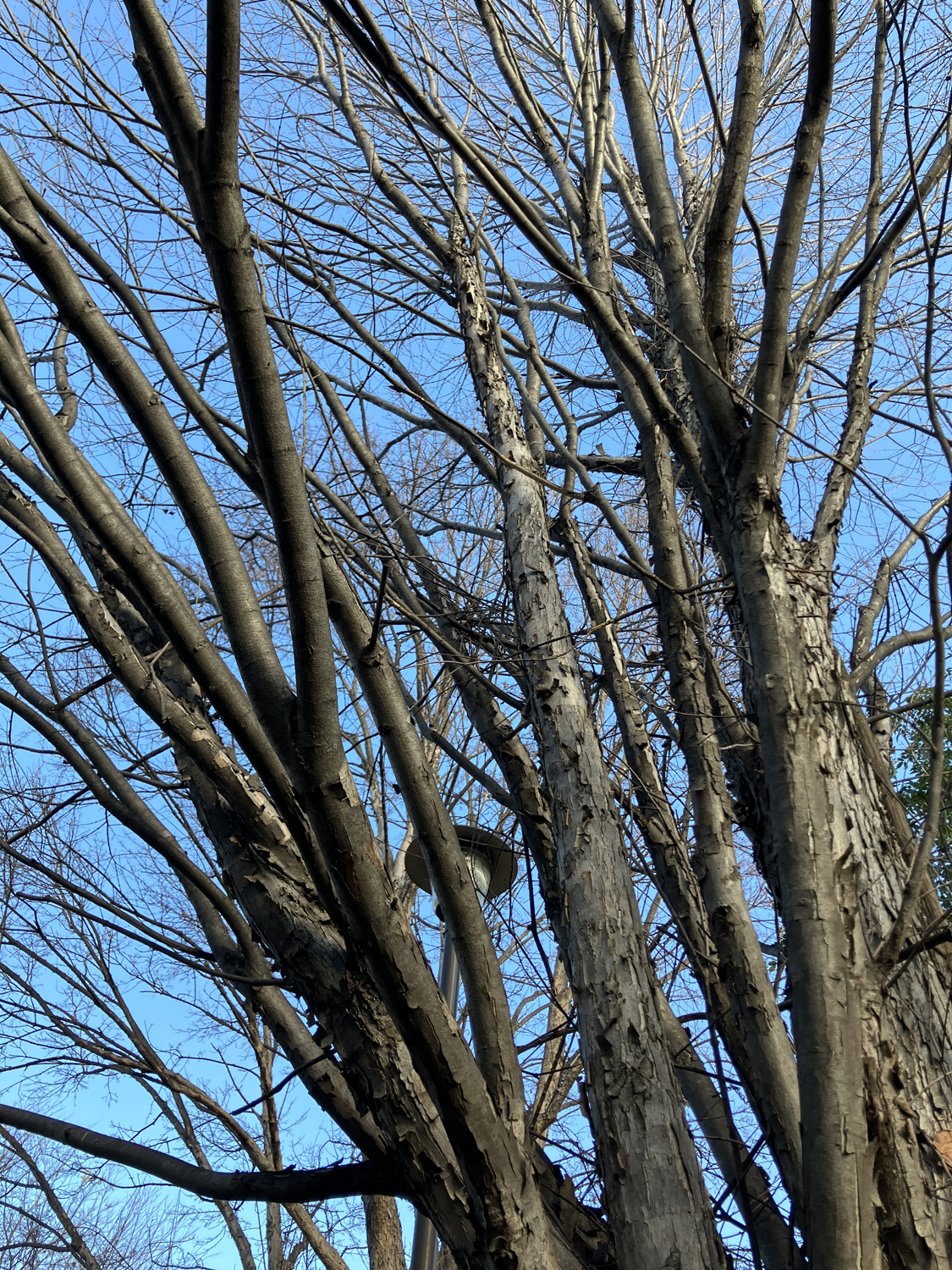 Photo ©コバヤシトシマサ