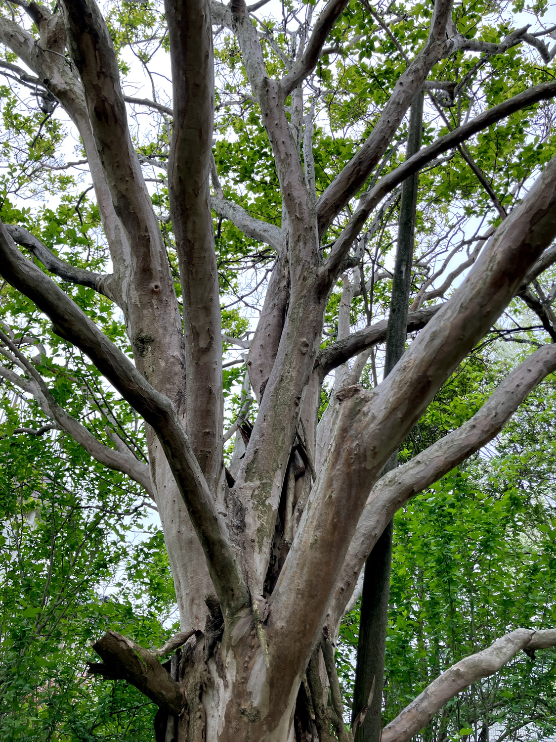 Photo ©コバヤシトシマサ