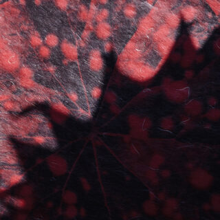 Colin Sussingham & Elle Rotstein "shadow river"
