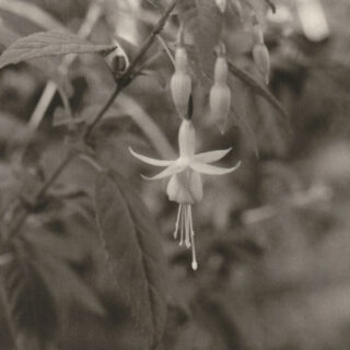 The Untitled, 2023, Silver gelatin print © Feiyi Wen