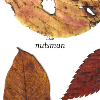 shibuya slow stream vol.27 「yes for the party」 | nutsman
